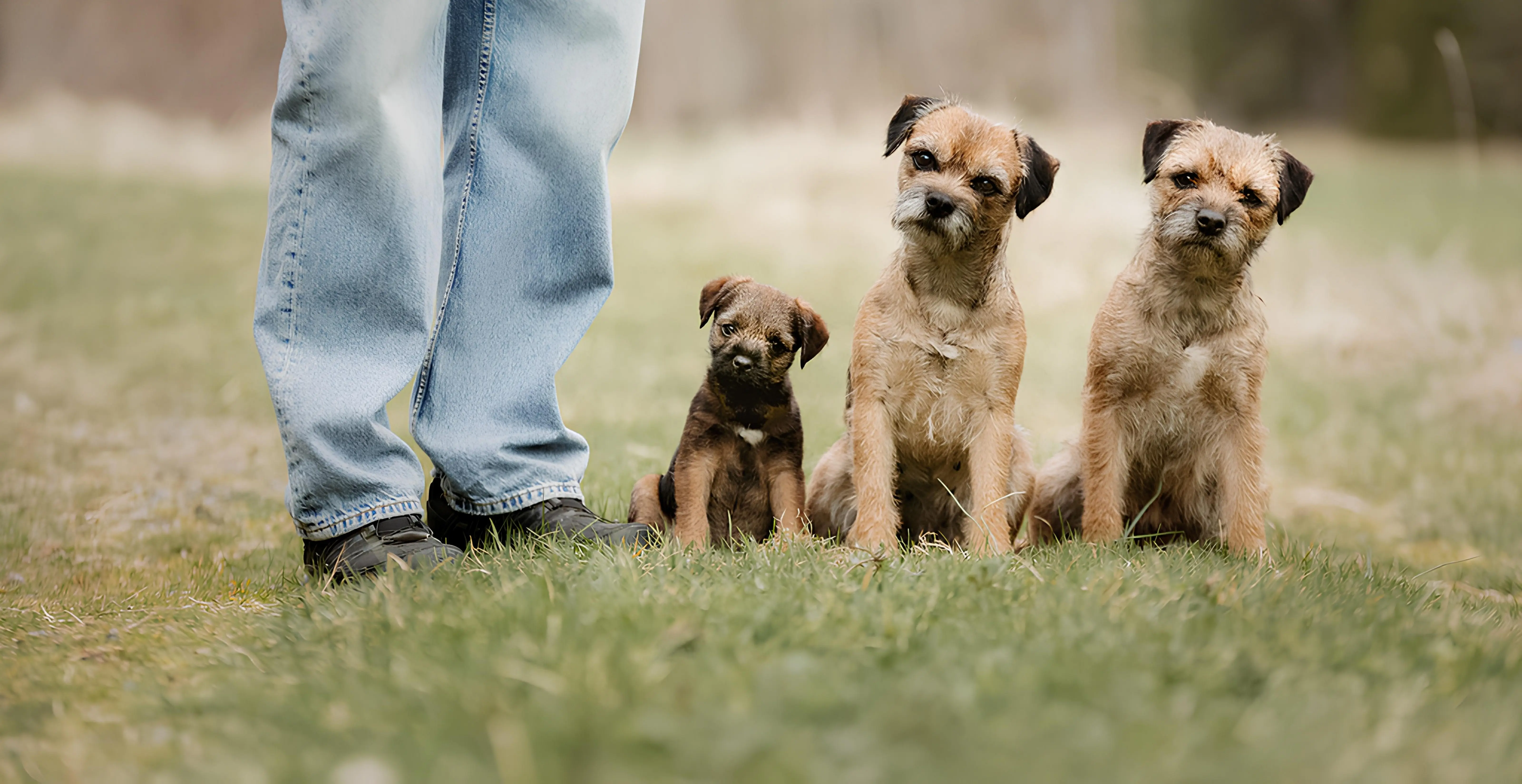 Borderterrier från Kennel Juniper och Kennel Axbor